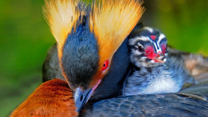 Horned Grebe adult and chick