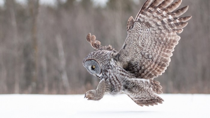 Great Grey Owl in Flight Over Snow