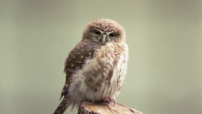 Small spotted owl perched on a branch