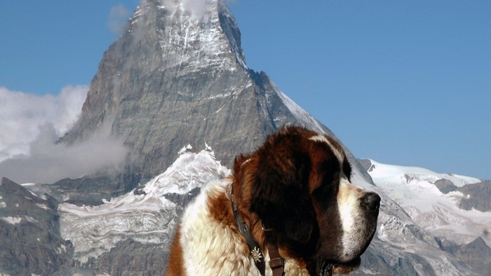 Saint Bernard dog in front of the Matterhorn mountain