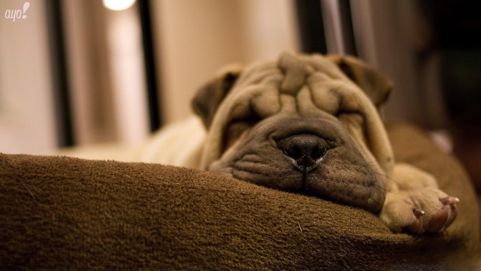 Shar Pei dog sleeping on a brown bed