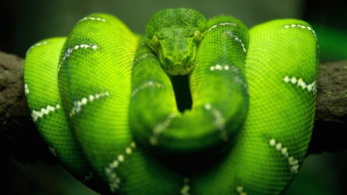 Green Snake Coiled on Branch