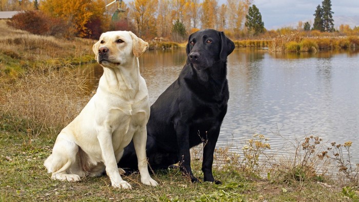 Yellow and Black Labradors by a Lake