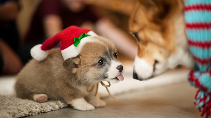 Puppy Wearing Santa Hat with Another Dog