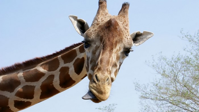 Close-up of a giraffe sticking its tongue out