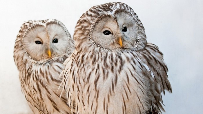 Two Ural Owls on a White Background