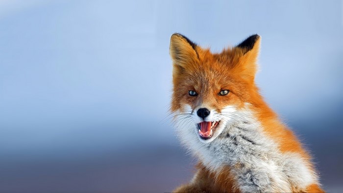 Red Fox with Mouth Open