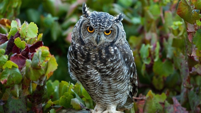 Spotted Eagle-Owl perched among green and red leaves