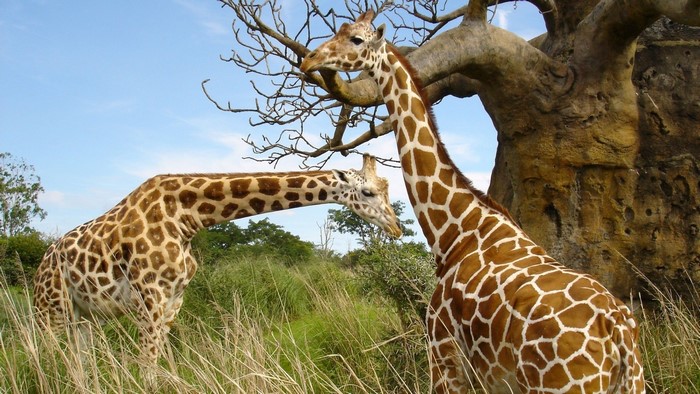 Two giraffes near a tree