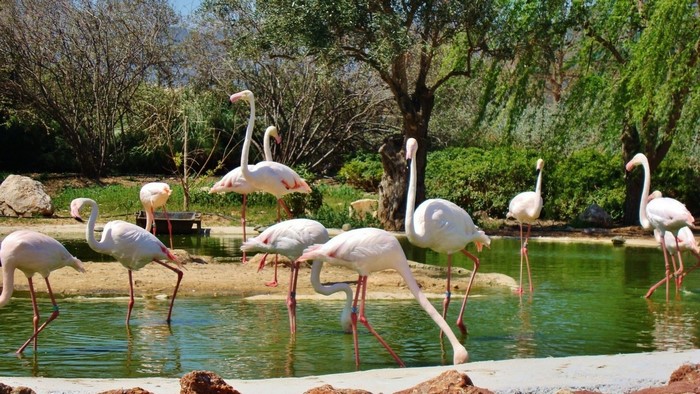 Flamingos in a pond with trees