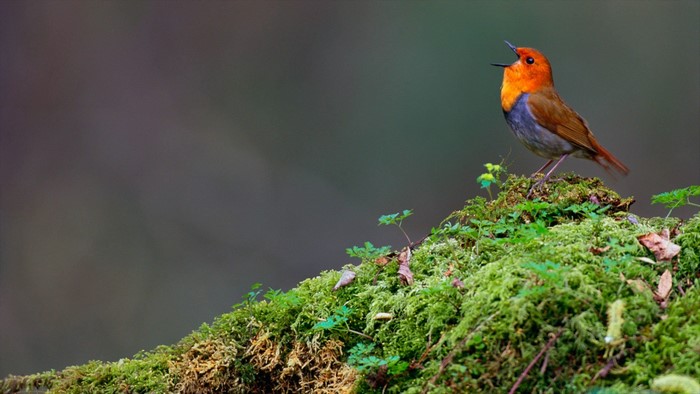 Japanese Robin singing on mossy branch