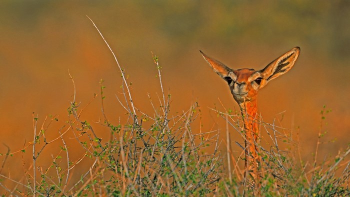 Gerenuk peeking through bushes
