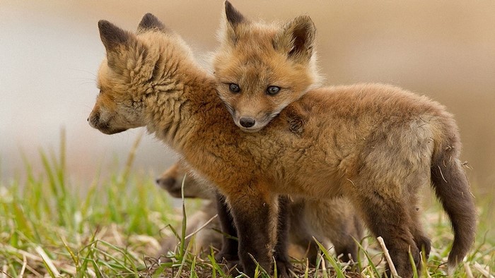 Two adorable fox kits in grass