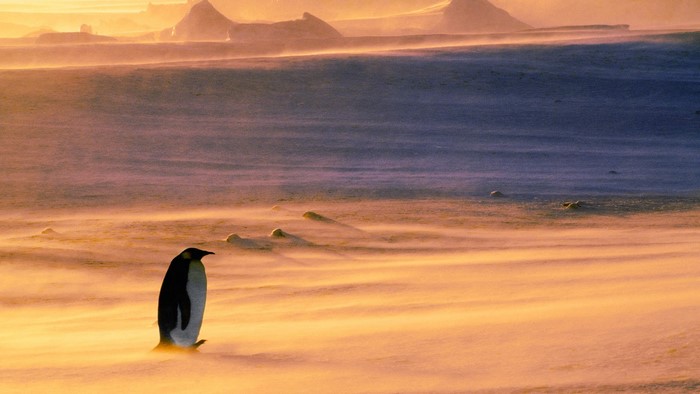 Emperor Penguin in a Snowstorm