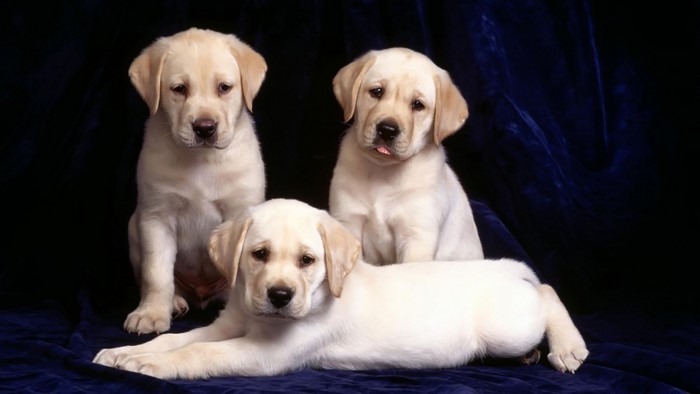 Three Yellow Labrador Puppies on Blue Fabric