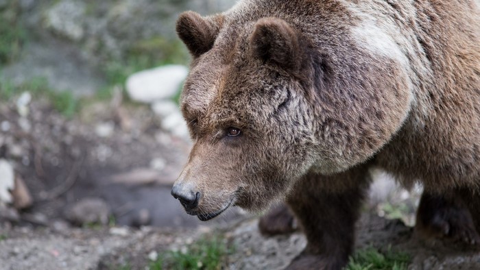 Grizzly Bear in natural habitat