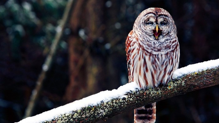 Barred owl perched on a snow-covered branch