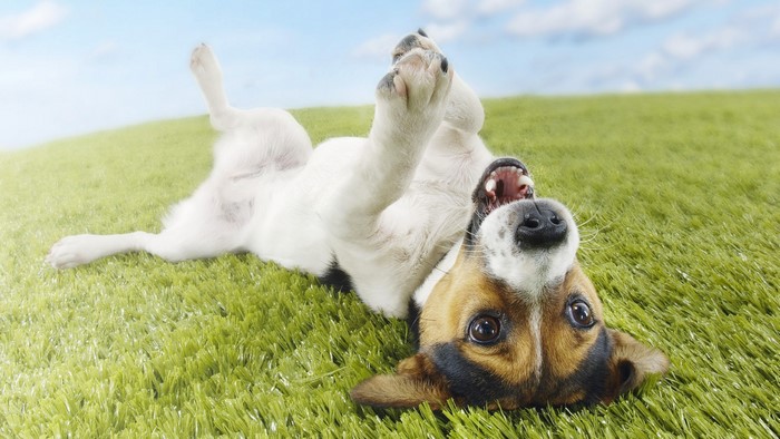 Jack Russell Terrier rolling on grass