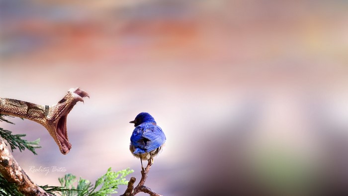 Snake attacking a blue bird on a branch