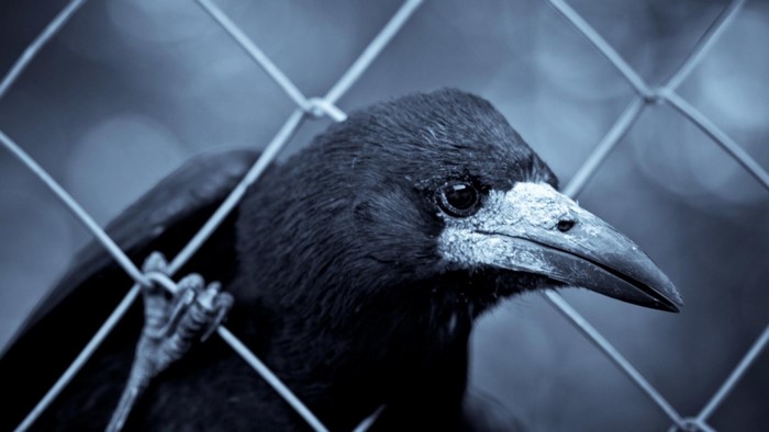 Raven behind a fence
