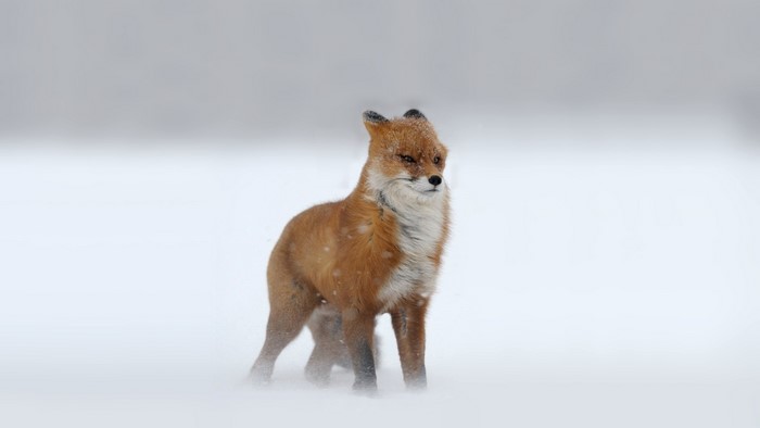 Fox in the snow