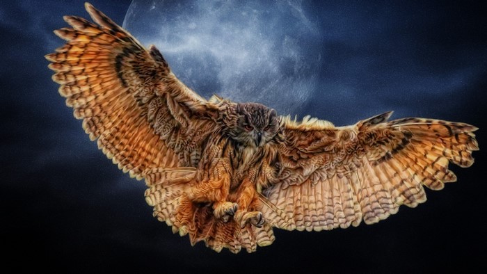 Owl in flight against a moonlit sky