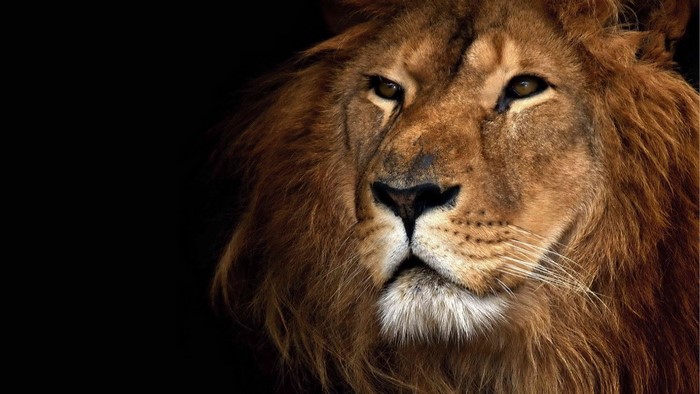Close-up of a Lion's Face