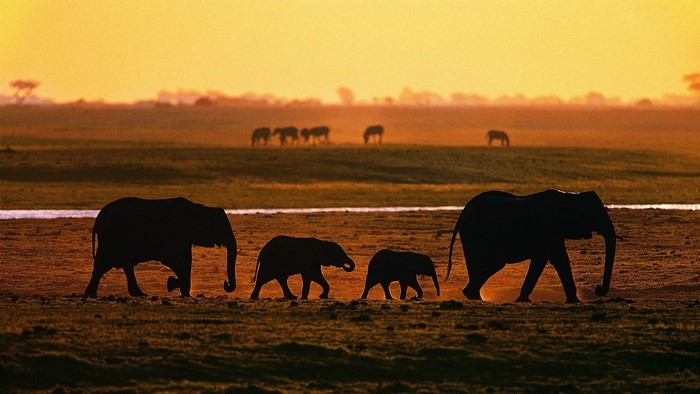 Elephants walking in silhouette at sunset
