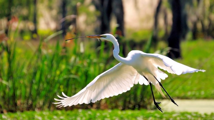 Great Egret in flight over marsh
