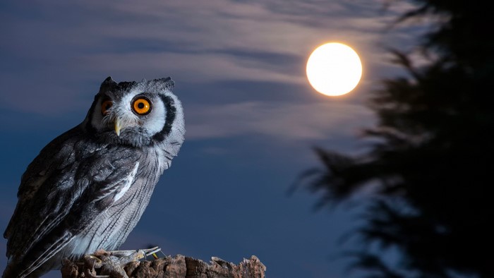 4K Night Owl and Moon