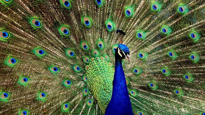 Peacock displaying its tail feathers
