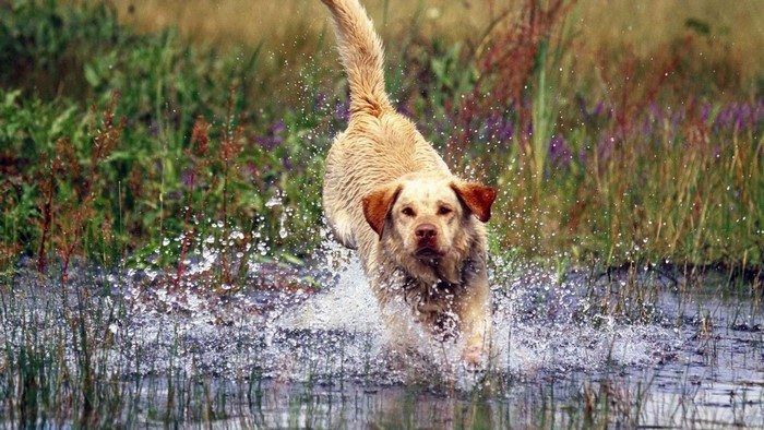 Yellow Lab running through water and grass