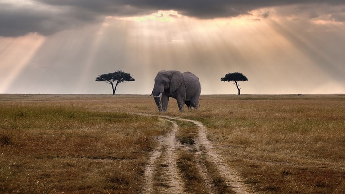 Elephant walking on a dirt road in the savanna