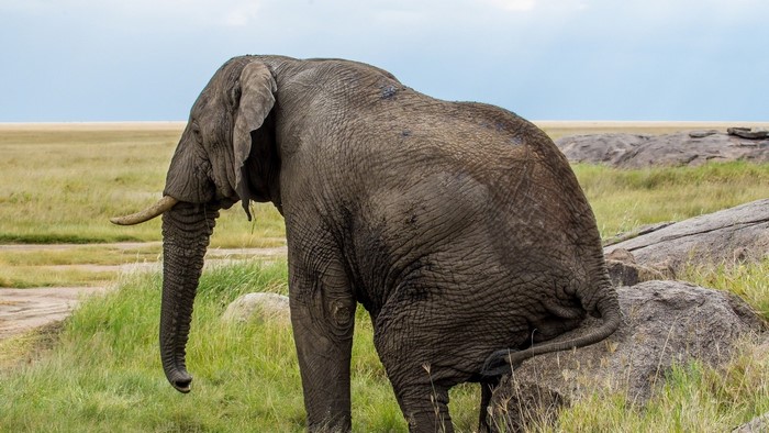 Elephant standing in a grassy field with rocks