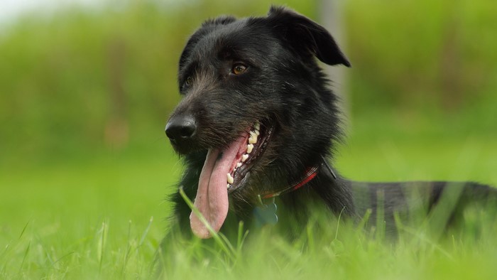 Black dog with tongue out in green grass