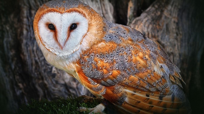 Barn Owl perched on grass