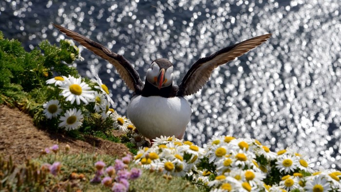 Puffin with wings spread among flowers