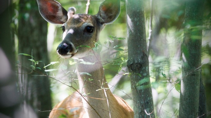 Deer in a sunlit forest