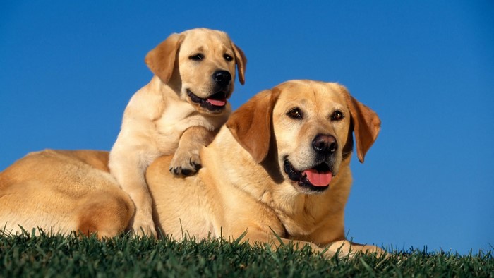 Yellow Labrador Dog and Puppy on Grass