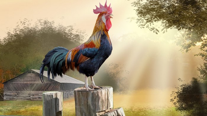 Rooster standing on a wooden stump at sunrise