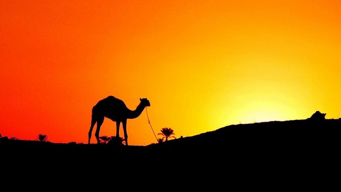 Camel silhouetted against a desert sunset