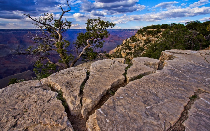 Grand Canyon National Park with a lone tree
