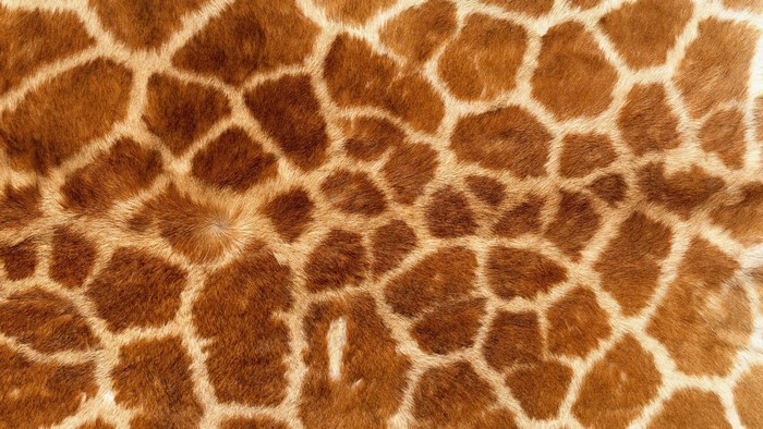 Giraffe Skin Pattern