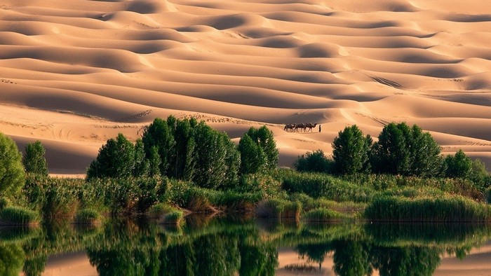 Oasis in the Desert with Camels