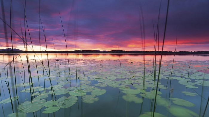 Sunset over Bannwaldsee with reeds and lily pads