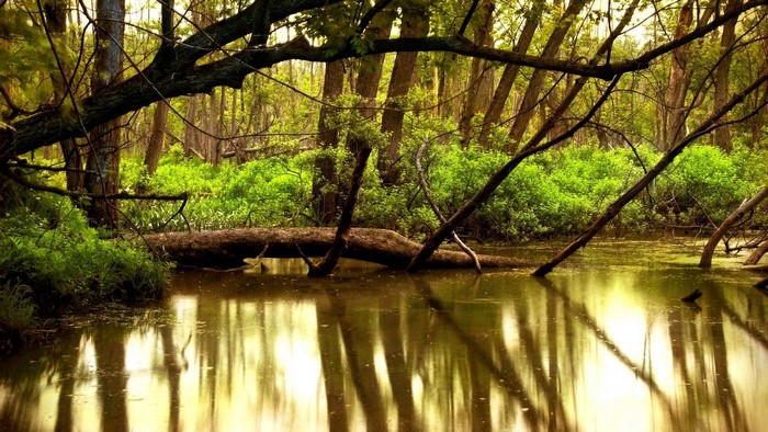 Forest trees reflected in water with fallen log