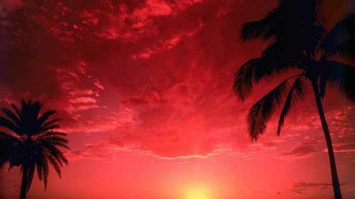 Red Tropic Sunset with Palm Trees