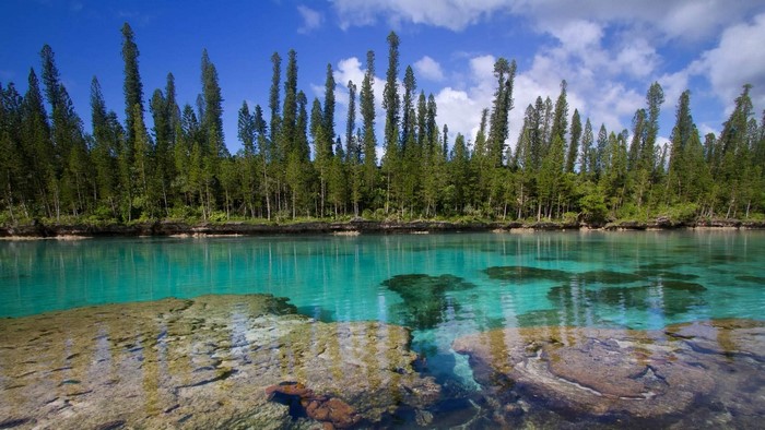 Turquoise water and pine trees on a sunny day