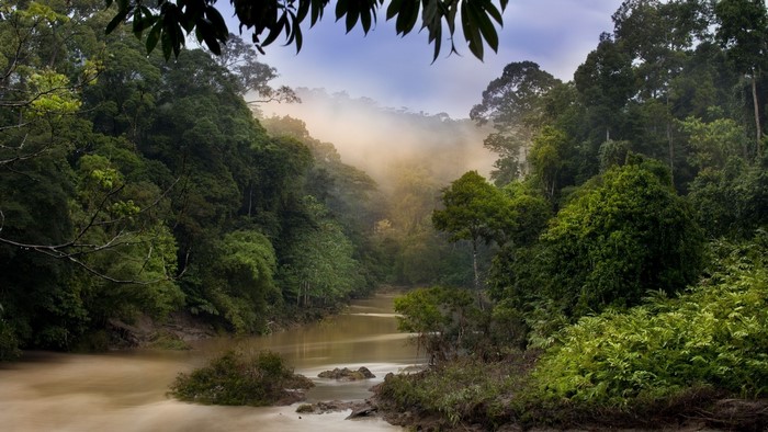 Misty Jungle River with Dense Forest