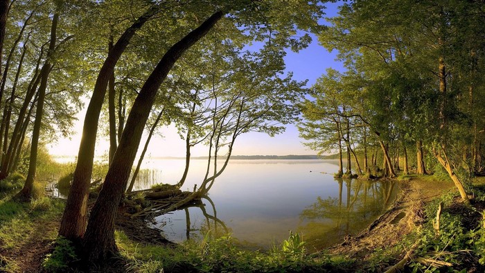 Morning at the lake with trees